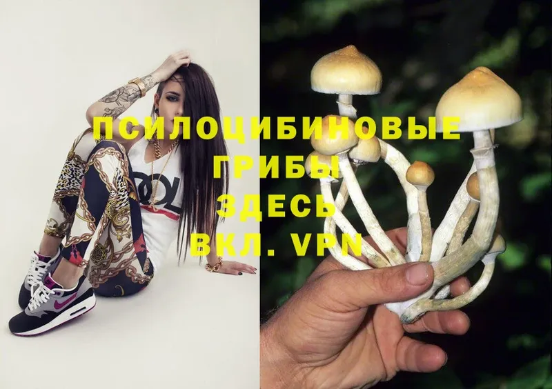 kraken ССЫЛКА  купить наркоту  Кстово  Псилоцибиновые грибы Psilocybine cubensis 